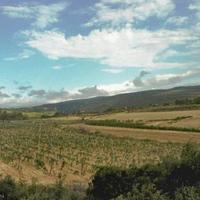 Виноградник во Французской Гвиане