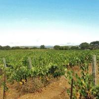 Виноградник во Французской Гвиане