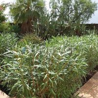 Villa in Spain, Canary Islands, Santa Cruz de Tenerife, 257 sq.m.