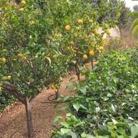 House in Spain, Comunitat Valenciana, Alicante, 801 sq.m.