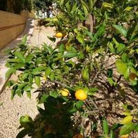 House in Spain, Comunitat Valenciana, Alicante, 506 sq.m.