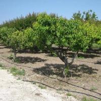 Дом на Кипре, Протарас, 400 кв.м.