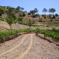 Другое в пригороде в Португалии, Албуфейра, 1600 кв.м.