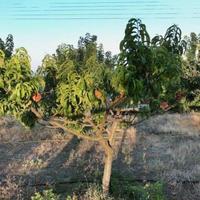 Дом на Кипре, Лимасол, Никосия, 350 кв.м.