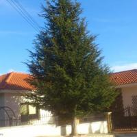 House in Republic of Cyprus, Lemesou, 360 sq.m.