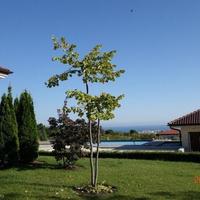 House at the second line of the sea / lake, in the suburbs in Bulgaria, Burgas Province, Elenite, 4400 sq.m.