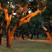 Другое в пригороде в Португалии, Албуфейра, 1400 кв.м.