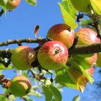 Other in the suburbs in Bulgaria, Burgas Province, Elenite, 65535 sq.m.