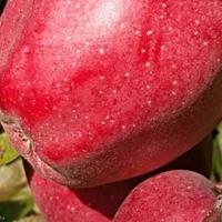 Other in the suburbs in Bulgaria, Burgas Province, Elenite, 65535 sq.m.