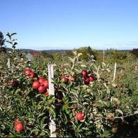 Other in the suburbs in Bulgaria, Burgas Province, Elenite, 65535 sq.m.