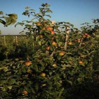 Other in the suburbs in Bulgaria, Burgas Province, Elenite, 65535 sq.m.