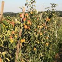 Other in the suburbs in Bulgaria, Burgas Province, Elenite, 65535 sq.m.