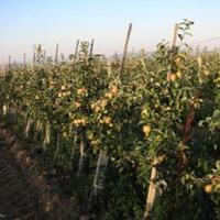 Other in the suburbs in Bulgaria, Burgas Province, Elenite, 65535 sq.m.