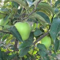 Other in the suburbs in Bulgaria, Burgas Province, Elenite, 65535 sq.m.