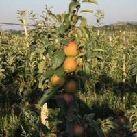 Other in the suburbs in Bulgaria, Burgas Province, Elenite, 65535 sq.m.