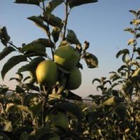 Other in the suburbs in Bulgaria, Burgas Province, Elenite, 65535 sq.m.