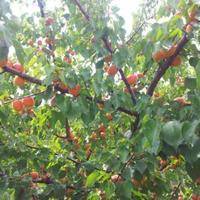 Other in the suburbs in Bulgaria, Dobrich region, 65535 sq.m.