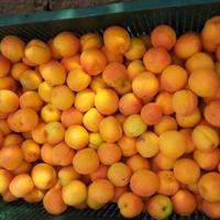 Other in the suburbs in Bulgaria, Dobrich region, 65535 sq.m.