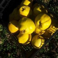 Other in the suburbs in Bulgaria, Dobrich region, 65535 sq.m.