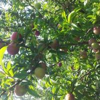 Other in the suburbs in Bulgaria, Dobrich region, 65535 sq.m.