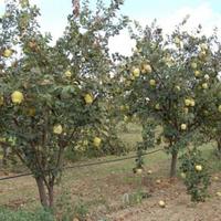 Other in the suburbs in Bulgaria, Dobrich region, 65535 sq.m.