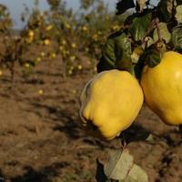 Other in the suburbs in Bulgaria, Dobrich region, 65535 sq.m.