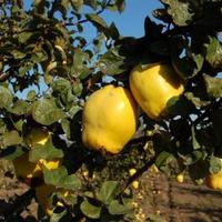 Other in the suburbs in Bulgaria, Dobrich region, 65535 sq.m.