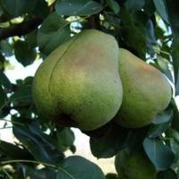 Other in the suburbs in Bulgaria, Dobrich region, 65535 sq.m.