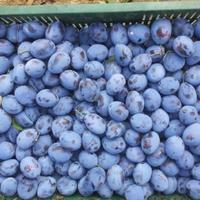 Other in the suburbs in Bulgaria, Dobrich region, 65535 sq.m.