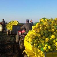 Other in the suburbs in Bulgaria, Dobrich region, 65535 sq.m.