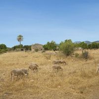 Дом в Испании, Балеарские Острова, Пальма, 6000 кв.м.