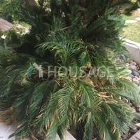 Bungalow in Republic of Cyprus, Lemesou, 65 sq.m.