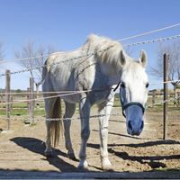 House in Spain, Balearic Islands, Palma, 348 sq.m.