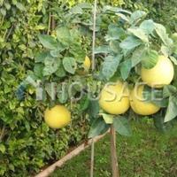 Townhouse in Republic of Cyprus, Lemesou, 95 sq.m.