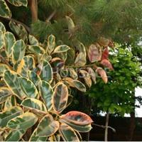 Таунхаус на Кипре, Лимасол, 80 кв.м.