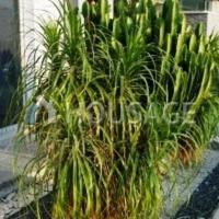 Дом на Кипре, Ларнака, 183 кв.м.