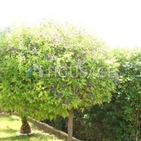 Вилла на Кипре, Лимасол, 225 кв.м.