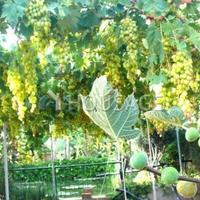 Вилла на Кипре, Фамагуста, 379 кв.м.