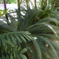 Villa in Republic of Cyprus, Lemesou, Nicosia, 210 sq.m.