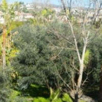 Апартаменты на Кипре, Лимасол, Никосия