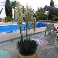 Вилла на Кипре, Пафос, Никосия, 160 кв.м.