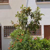 Другое на Кипре, Пафос, Никосия, 80 кв.м.