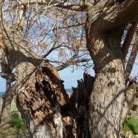 Townhouse in Republic of Cyprus, Eparchia Pafou, Nicosia