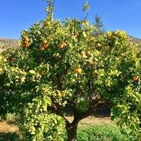 Апартаменты на Кипре, Лимасол, Никосия, 225 кв.м.