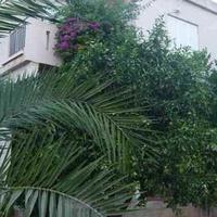 Villa in Republic of Cyprus, Lemesou, Nicosia, 180 sq.m.