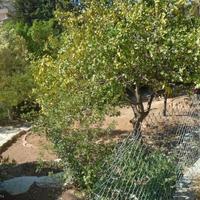 Villa in Republic of Cyprus, Lemesou, Nicosia, 250 sq.m.