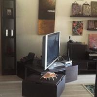 Apartment in Republic of Cyprus, Lemesou, Nicosia, 129 sq.m.