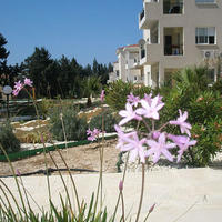 Апартаменты на Кипре, Пафос, Никосия, 46 кв.м.