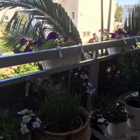 Апартаменты на Кипре, Лимасол, Никосия, 80 кв.м.