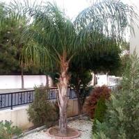 Вилла на Кипре, Лимасол, Никосия, 230 кв.м.